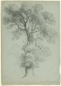 木の研究、ウィンザーパーク、イギリス、1840（灰緑色の紙に黒鉛）